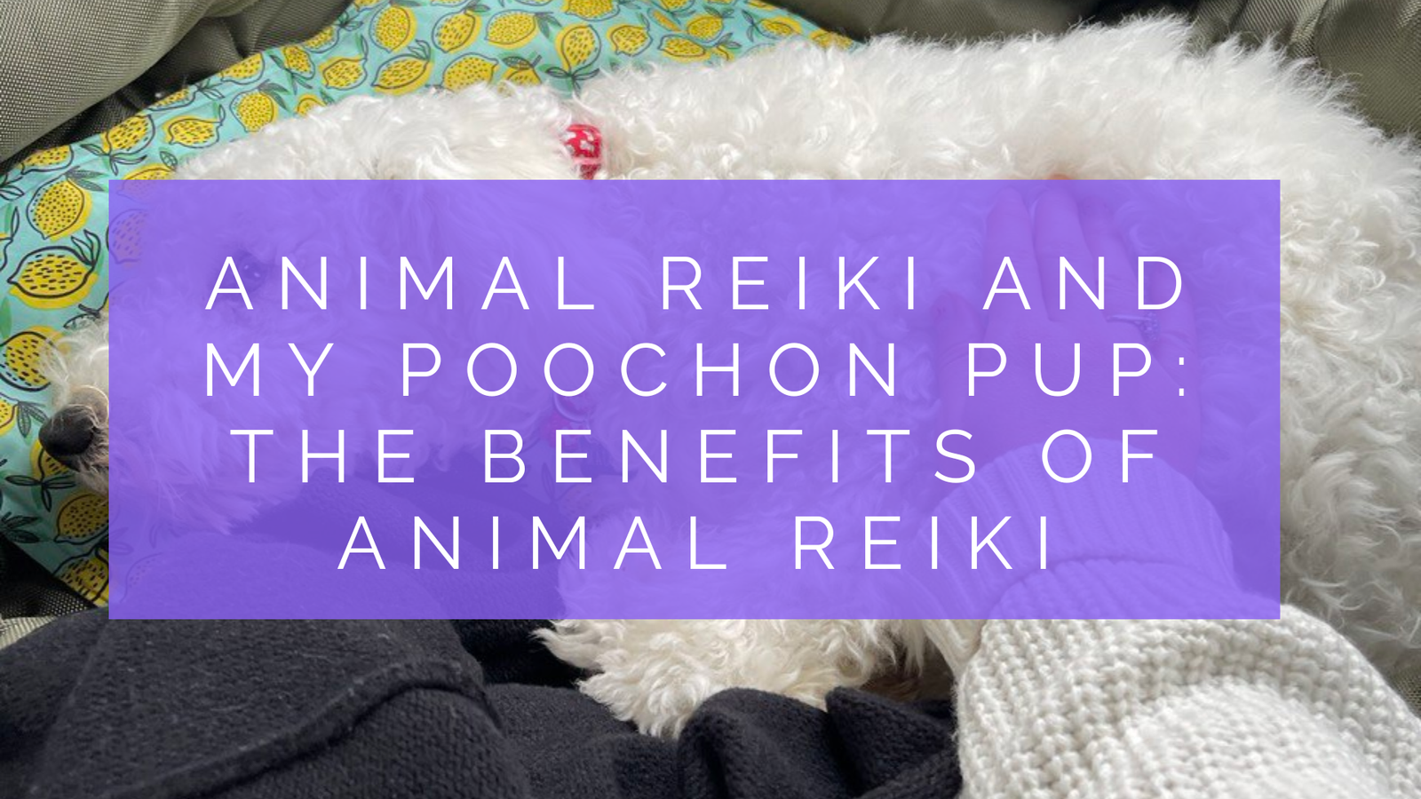 How Animal Reiki Helped My Poochon Pup: Benefits of Animal Reiki