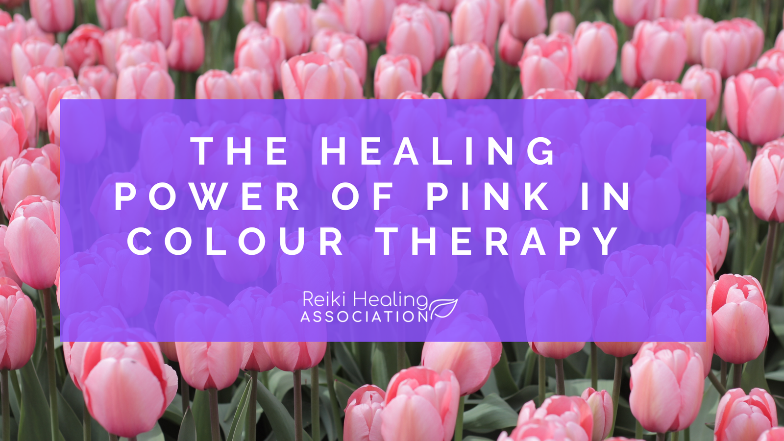The Healing Power of Pink in Colour Therapy