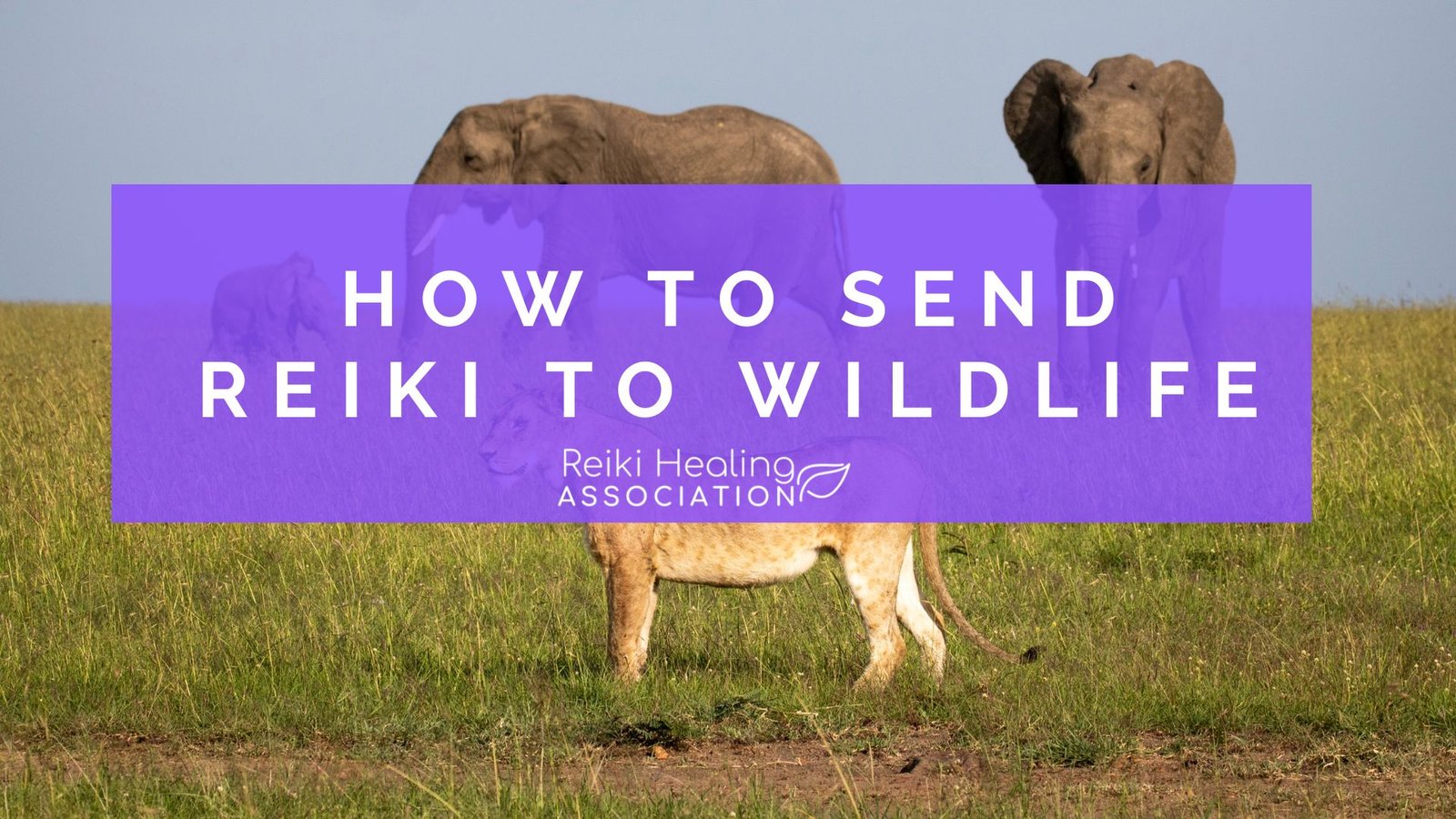 Reiki for wildlife: A Guide to Healing Wild Animals with Reiki Energy