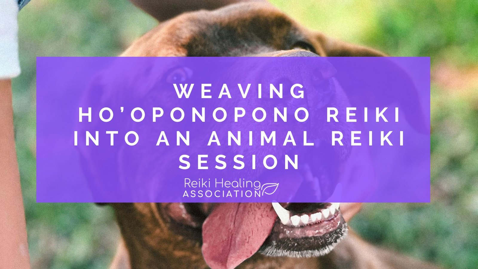 Weaving Ho’oponopono Reiki into an Animal Reiki Session