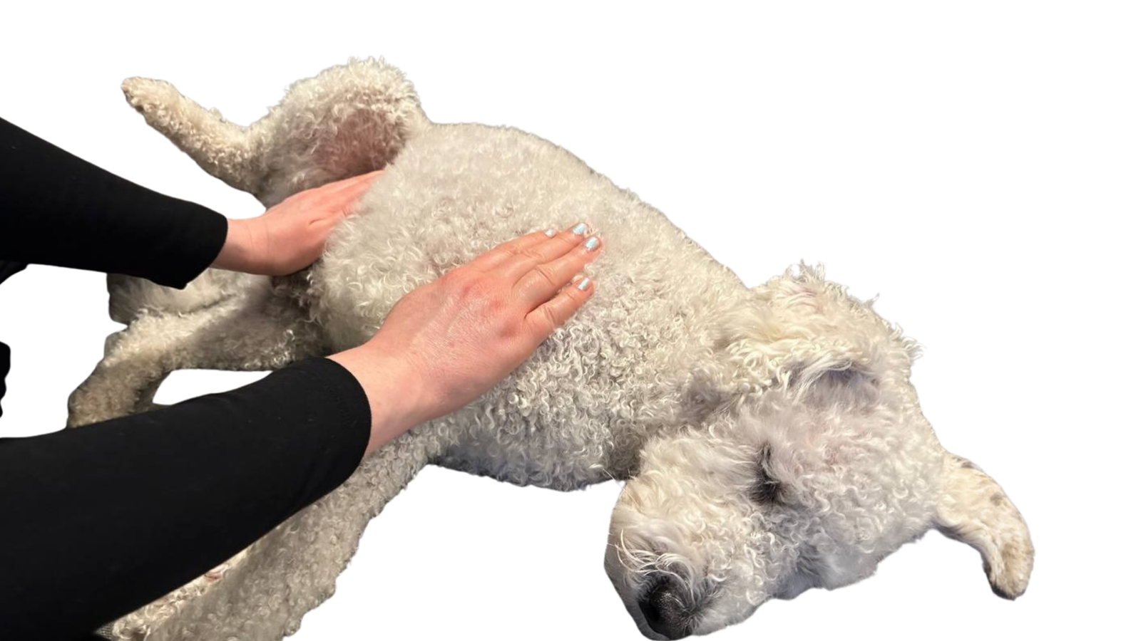 pet reiki