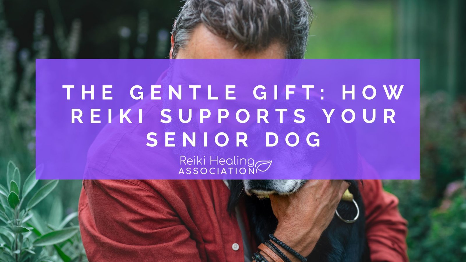 How Reiki supports your Senior Dog: Supporting Your Pet Through Their Golden Years How Reiki supports your Senior Dog: Supporting Your Pet Through Their Golden Years