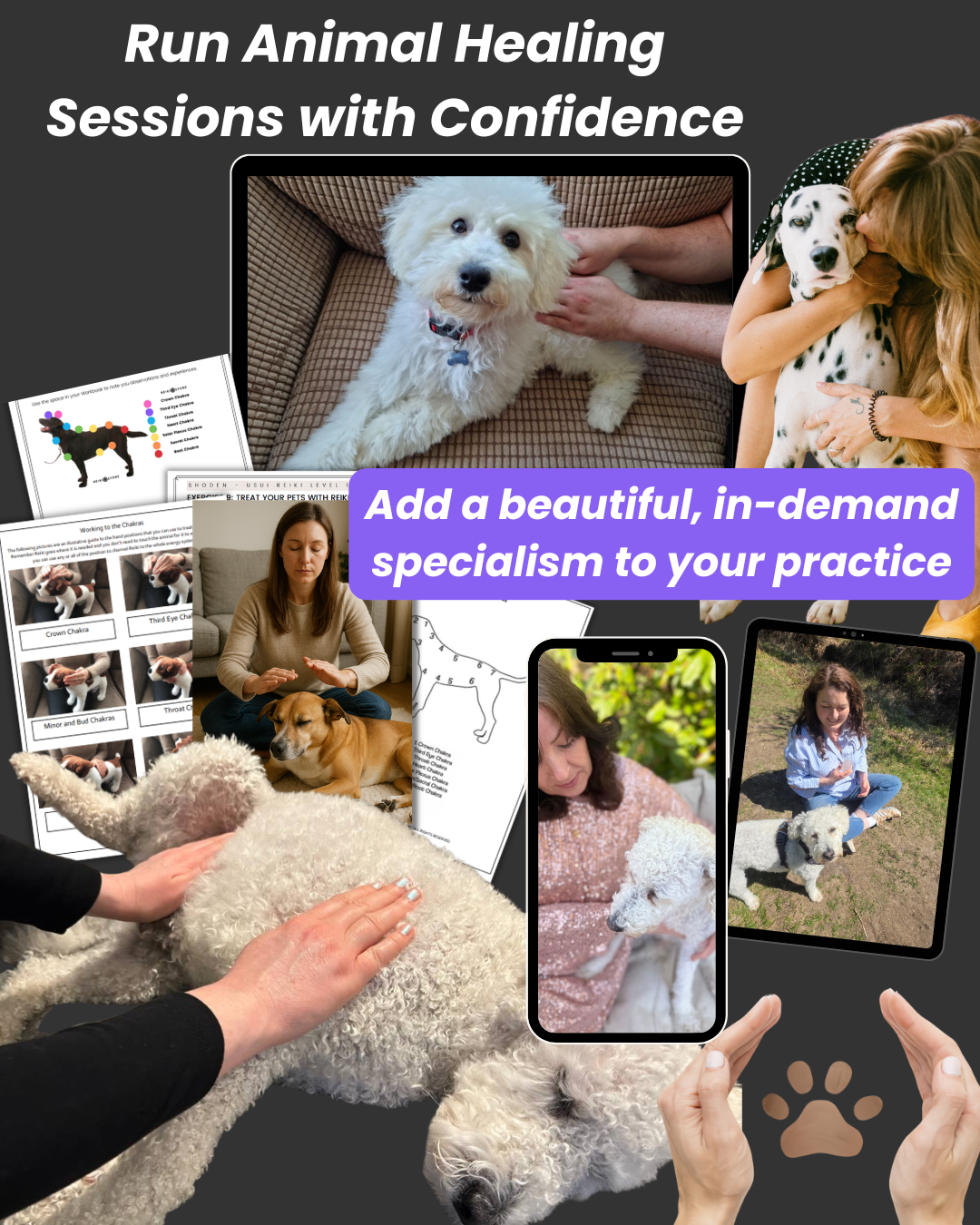 animal reiki certification