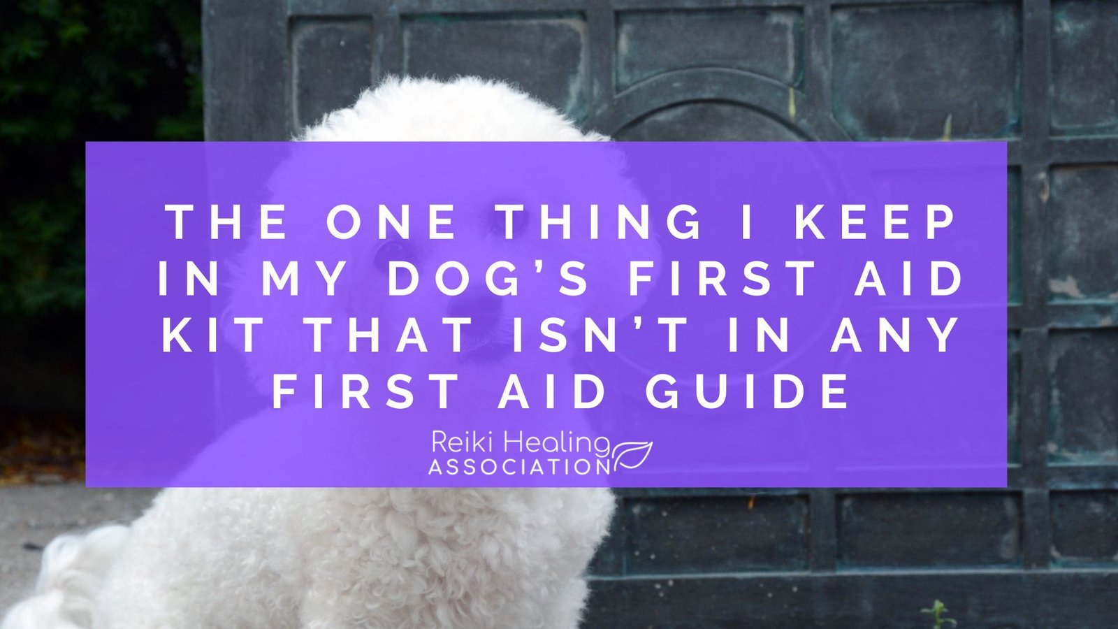 The One Thing I Keep in My Dog’s First Aid Kit That Isn’t in Any First Aid Guide